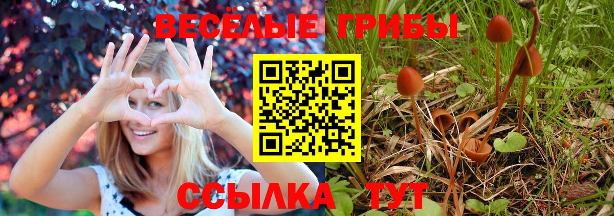 наркотики  Вход с VPN  Звенигород  Галлюциногенные грибы Cubensis 